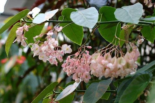 B. ‘Hatsukoi’